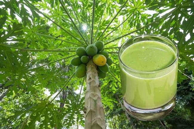 papaya leaf juice benefits 2