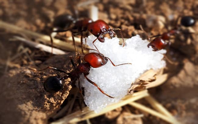 home remedies for sugar ants3