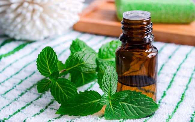 Small bottle of essential mint oil used as a home remedy for sugar ants