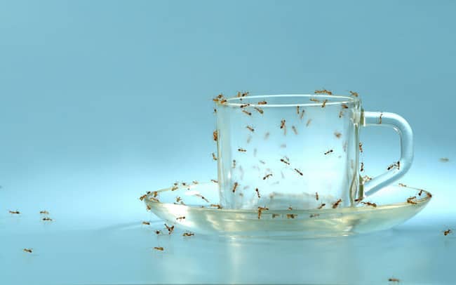 An empty cup and saucer covered by ants. Ideal concept for diabetes awareness.
