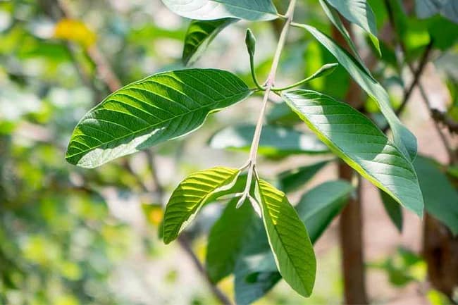 Guava Leaves home remedies for wisdom tooth pain using guava leaves