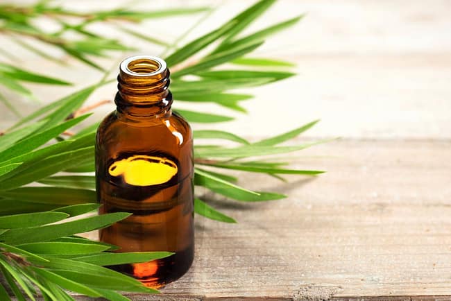 tea tree oil used an a home remedy for scabies